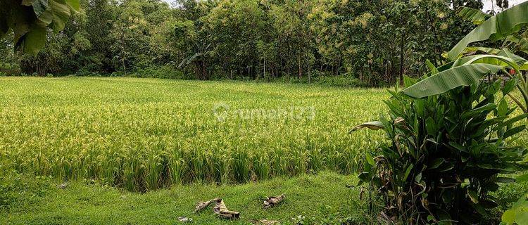 Tanah Murah Aset BRI, Kepohbaru, Kab. Bojonegoro 1