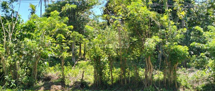 Tanah Murah Aset Bri, Salahatu, Kab. Maluku Tengah 1