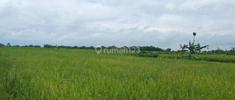 Tanah Murah Aset BRI, Sumberrejo, Kab. Bojonegoro 1