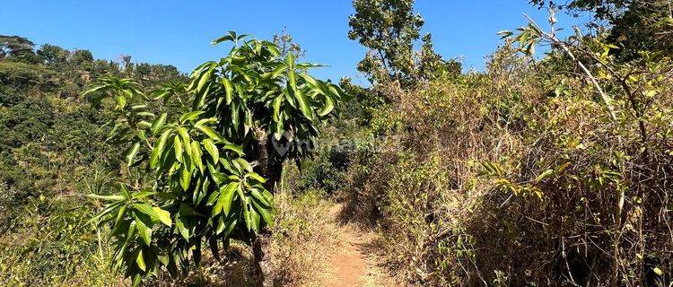 Land for sale in Sawan, Buleleng 1