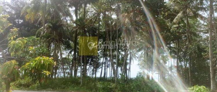 Dijual Tanah Tepi Pantai Krui Pesisir Barat 1