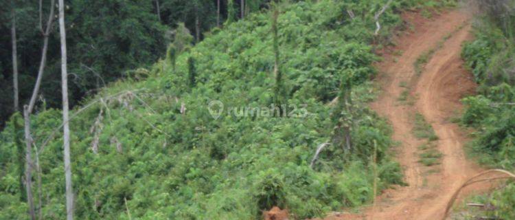 Tanah Mengandung Emas, Parigi Moutong, Palu (Sulawesi  Tengah) Tanah di Parigi Moutong, Sulawesi Tengah 300 hectare SHM 1