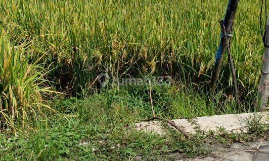 Tanah Sawah 2.418 Meter Oro-Oro Ombo, Madiun Jawa Timur 1