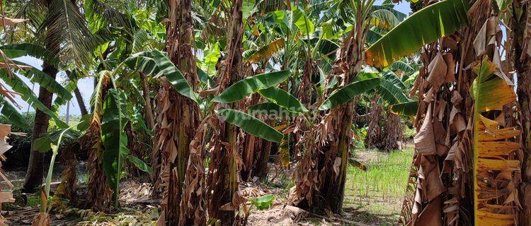 Tanah Di Paluh Merbau Percut Sei Tuan 16000 m² SHM 1