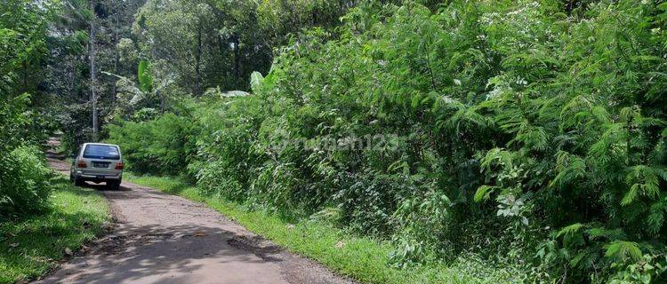 Dijual Kebun Cengkeh Aktif Pinggir Jalan Daerah Ngajum 1