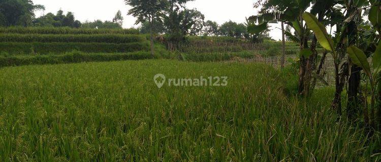 JUAL CEPAT Sawah aktif & kebun jeruk di Samarang garut jawa Barat 3500 m² SHM lokasi strategis 1