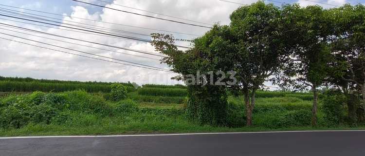 TANAH PINGGIR JALAN UTAMA  VIEW SAWAH & POHON KELAPA DI  SANGEH  1