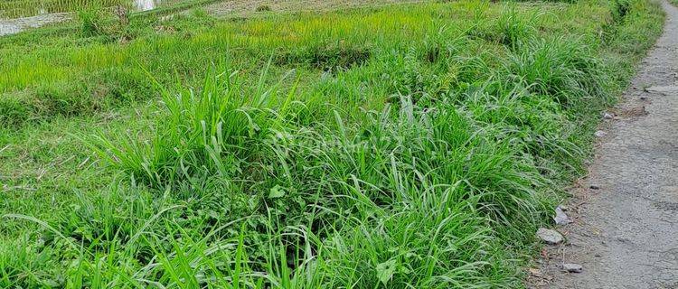 Selling rice fields 1