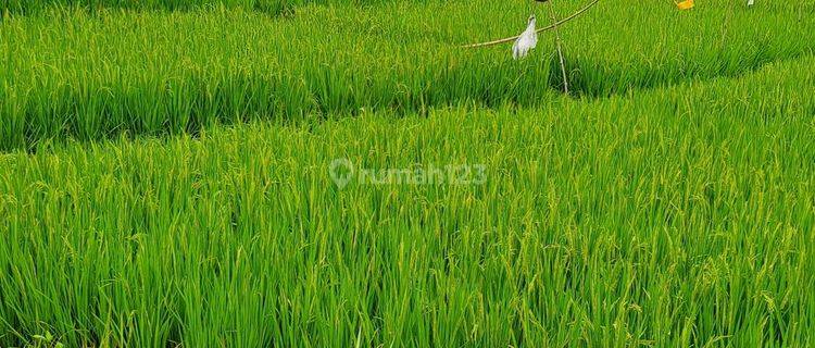 Jual tanah dalung sempidi 1