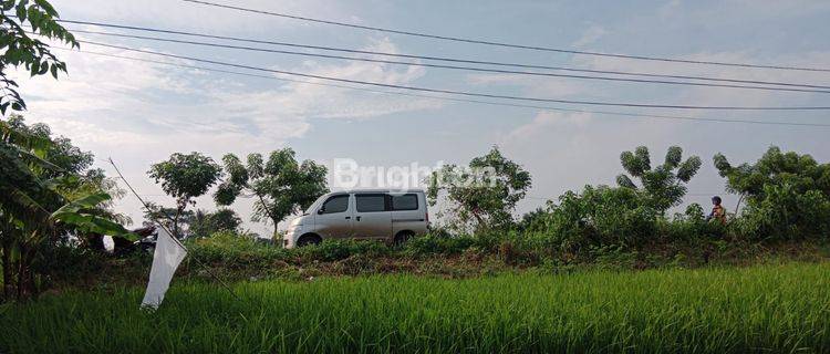 TANAH MURAH BENTUK SAWAH LOKASI STRATEGIS DEKAT TOL SERANG TIMUR 1