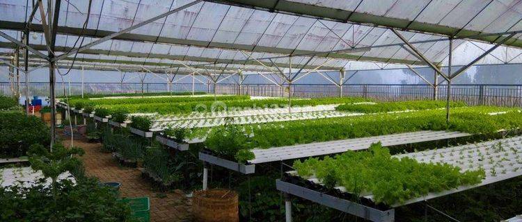 Gudang Dan Greenhouse 1500m SHM Maribaya Bandung 1