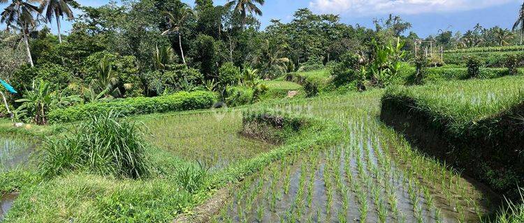 Farmland View of Mount Batukaru, Marga Tabanan Area 1