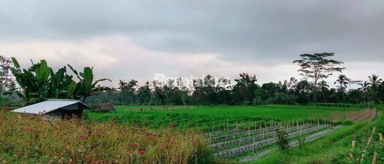 Tanah dengan View Sawah dan Gunung Batukaru 1