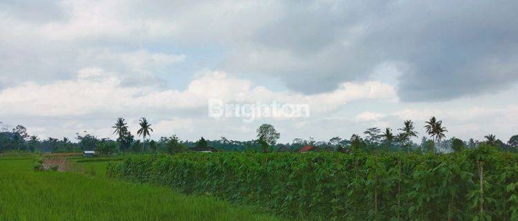 Tanah Dengan View Sawah Dan Gunung Batukaru 1