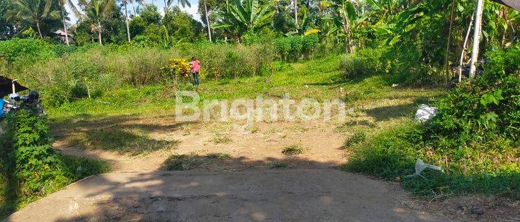 Tanah area DESA BUSUNGBIU - Singaraja 1