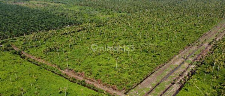 Tanah 30 Ha di Kec. Jongkat, Kab. Mempawah, Kalimantan Barat 1