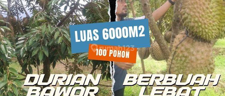 Kebun Durian Dijual Murah Luas 6000 Meter 100 Pohon Siap Panen 1