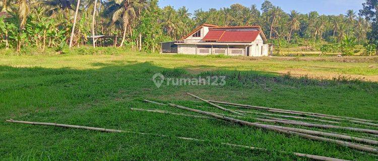 Tanah 900rb m Area Nanggulan Jogja Barat, Dekat Kopi Ampirono 1