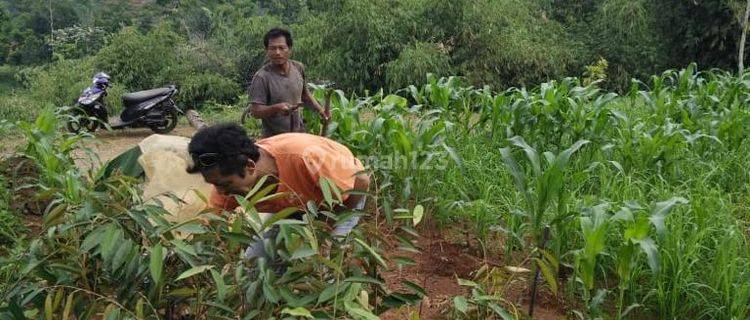 Tanah Produktif Pohon Durian 1ha Karyabakti Wado Kec. Sumedang 1