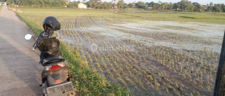 Dijual Cepat Tanah/Kavling Sawah di Rajeg Tangerang By Rumah Chinida 1