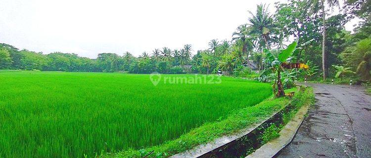 Pekarangan Moyudan, View Persawahan, Akad di Notaris 1