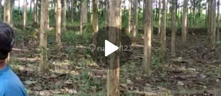 Jual Murah Kebon Jati Unggul 1