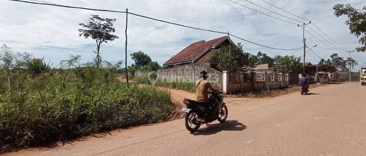 Tanah Murah Kebun 9 Muaro Jambi 1