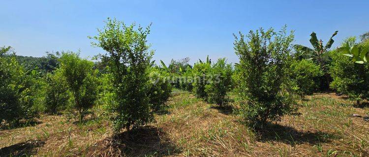 Turun Harga Tanah Kebun Shm Dijual Murah Di Cugenang Cianjur 1