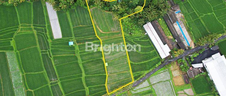 Tanah View Sawah Desa Penebel Dekat Jatiluwih Tabanan Bali 1