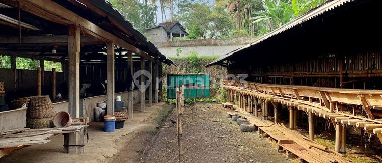 Active Livestock Farm in Ampel Village, Boyolali 1