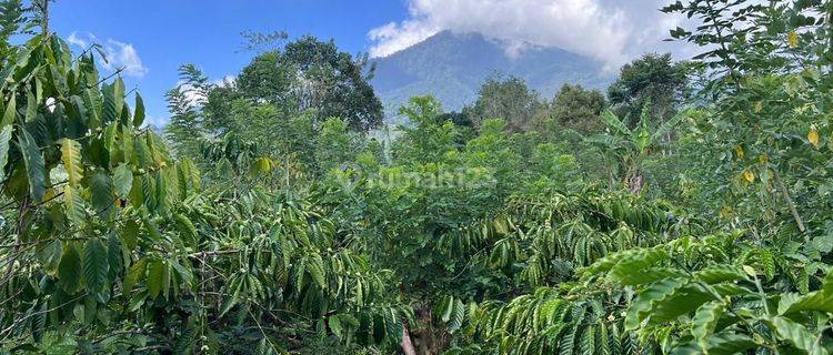 Cheap coffee plantation land with mountain views in Tabanan, Bali.  1