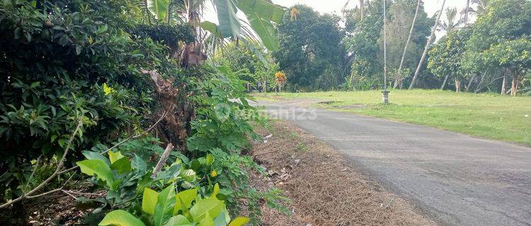 Selling Small Area Fruit Garden Land in Tabanan Bali. 1