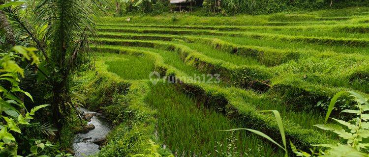 Tanah kebun + sawah los sungai murah di bali 1