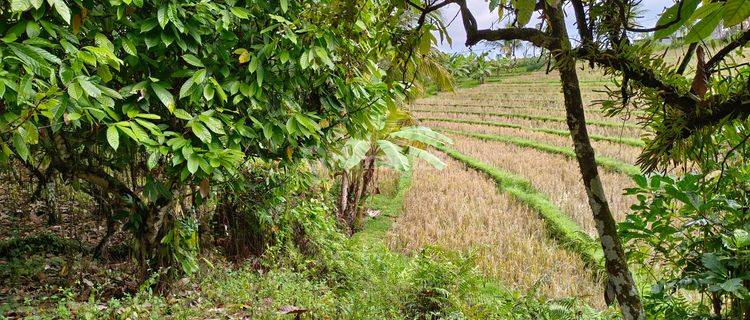 Los river garden land with rice field view in Tabanan Bali 1