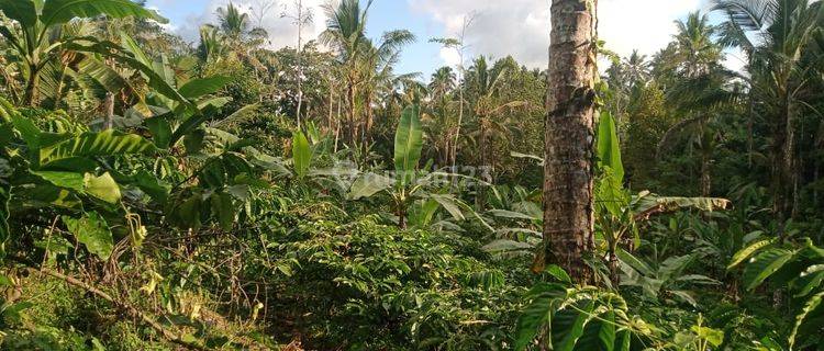 Tanah kebun durian dan manggis di tabanan bali 1