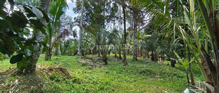 Land for sale for mangosteen and durian plantations ready to harvest 1