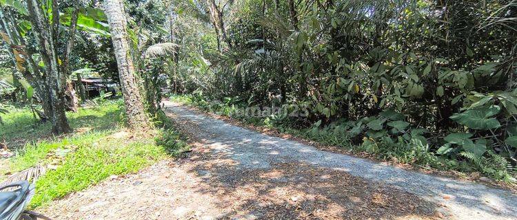 Land of durian and mangosteen gardens in Tabanan Bali 1