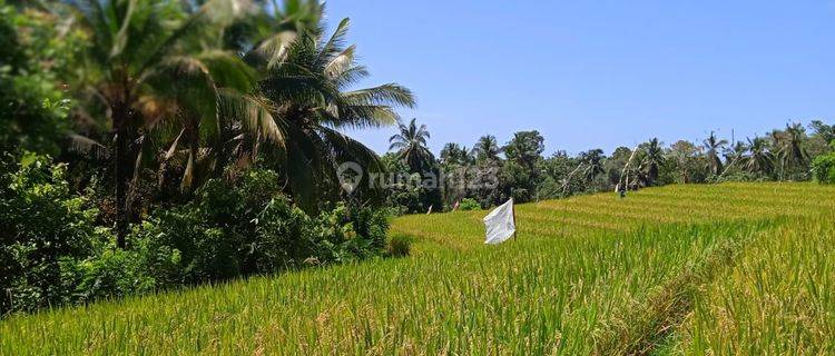 Land for gardens with views of Los River rice fields in Bali. 1