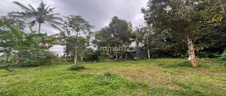 Tanah Kebun Durian Dan Alputakat View Sawah Gunung Di Tabanan Bali. 1