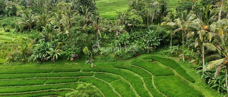 Jual Tanah View Sawah Cantik Murah Di Tabanan Bali 1