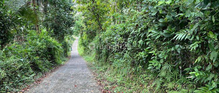 Tanah Kebun Hook Jalan Contour Datar Di Tabanan Bali.  1