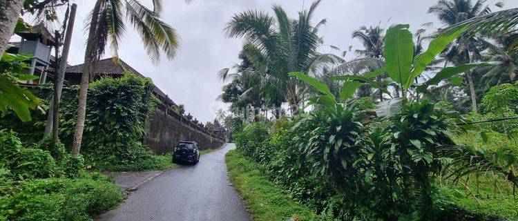 Di Jual 1000m Persegi Tanah Shm, 270 Juta Per Are Keliki Ubud  1