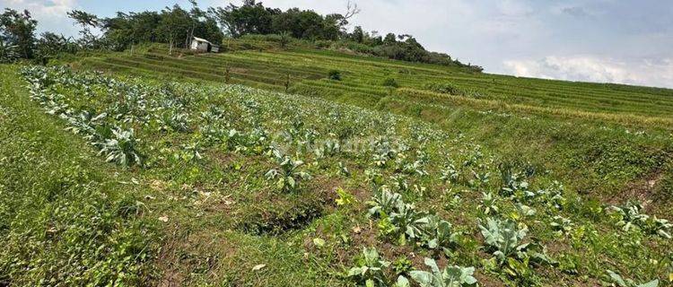 Tanah Sawah di pinggir jalan di jual di Bayongbong Garut 600 tumbak 1