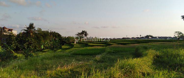Di Kontrakan Tanah Dengan Rice Terrace View di Utara Canggu 1