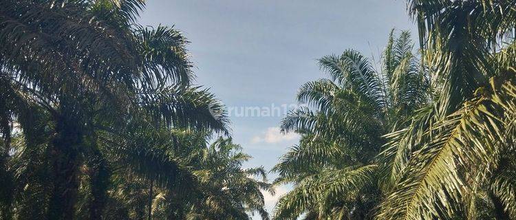 TANAH KEBUN SAWIT DI JUAL MURAH 40 HA LAMPUNG SELATAN 1