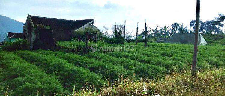 TANAH KAVLING PUNCAK CIPANAS JAWA BARAT VILLA BUKIT HARMONI 1