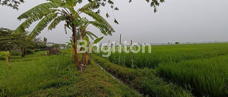 TANAH SAWAH STRATEGIS SEBELAH SPBU SUKODONO  1