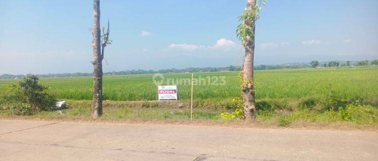 Tanah Sawah di Daerah Gebangkerep 1