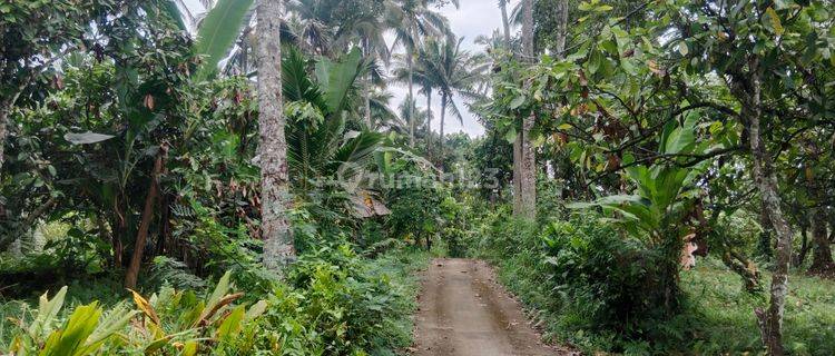 Tanah kebun d Penebel tabanan ada kebun coklatnya, cocok untuk. Investasi 1