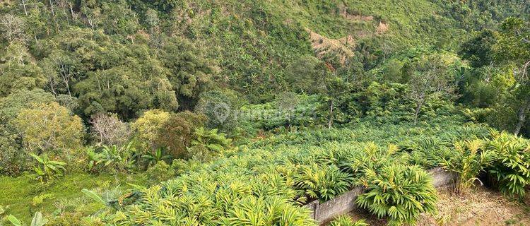 Garden land for rent in Munduk Gobleg Singaraja, suitable for plantations  1